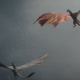 A pair of stinkers air out their wings.